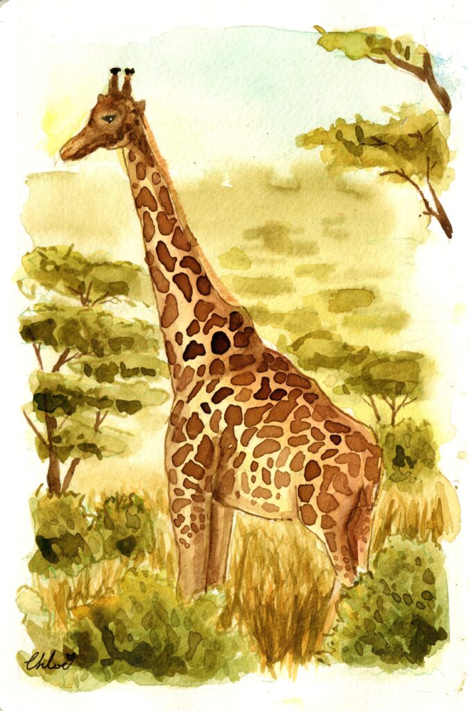 girraffe