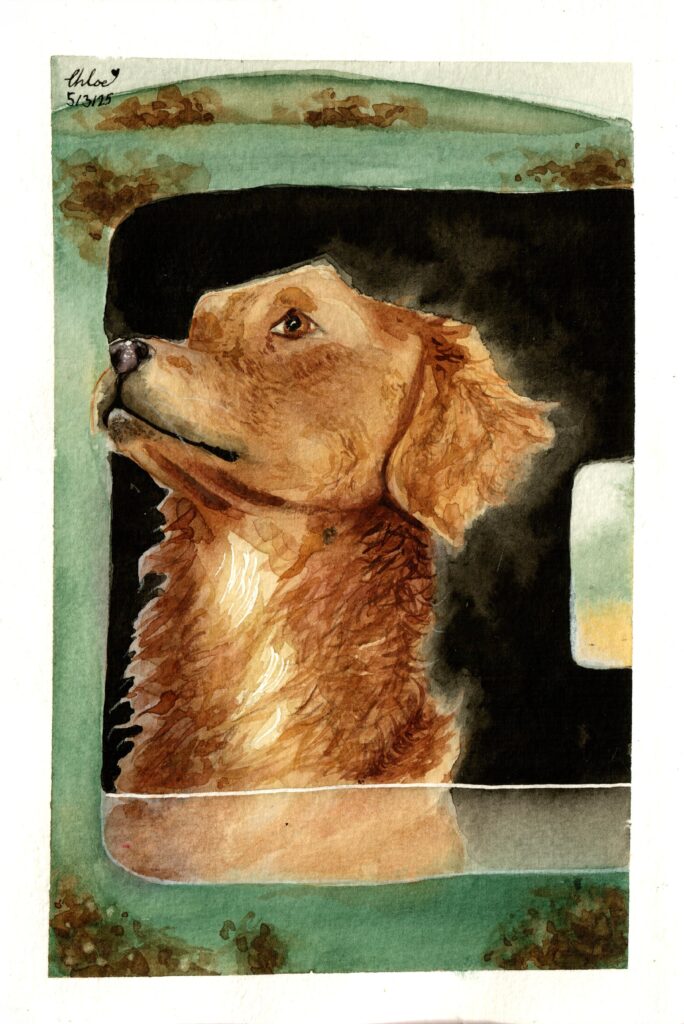 golden retreiver