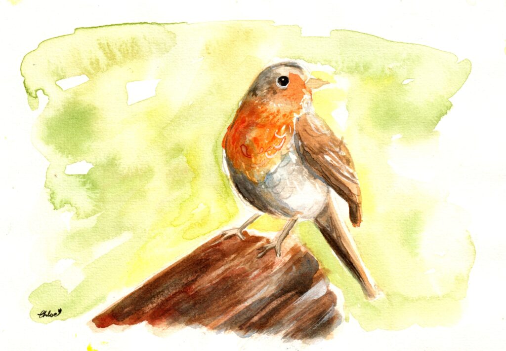 robin 1