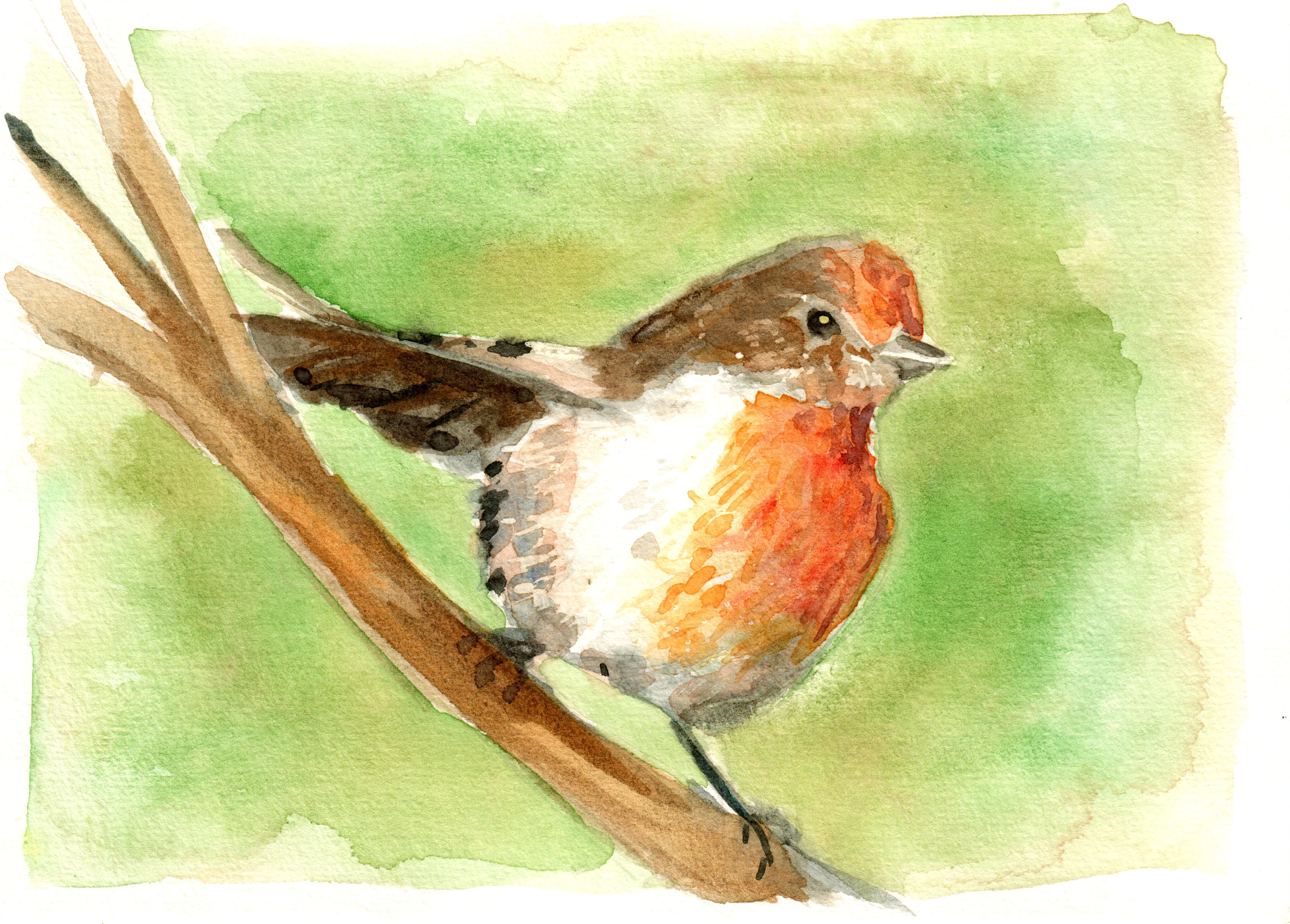 robin 2